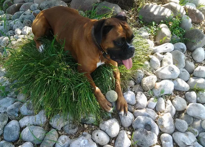 La Des Amis Parthenay